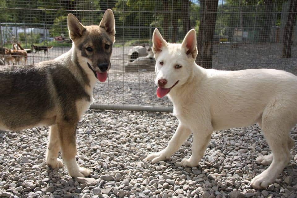 Alpi Traineau Balade en chien de traineau Orcières Merlette 1850