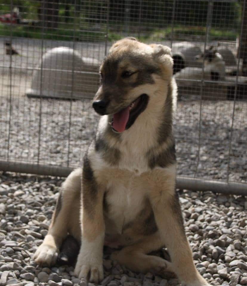 Alpi Traineau Balade en chien de traineau Orcières Merlette 1850