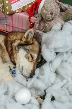 Alpi Traineau Balade en chien de traineau Orcières Merlette 1850