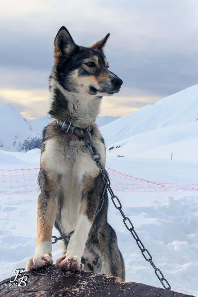 Alpi Traineau Balade en chien de traineau Orcières Merlette 1850