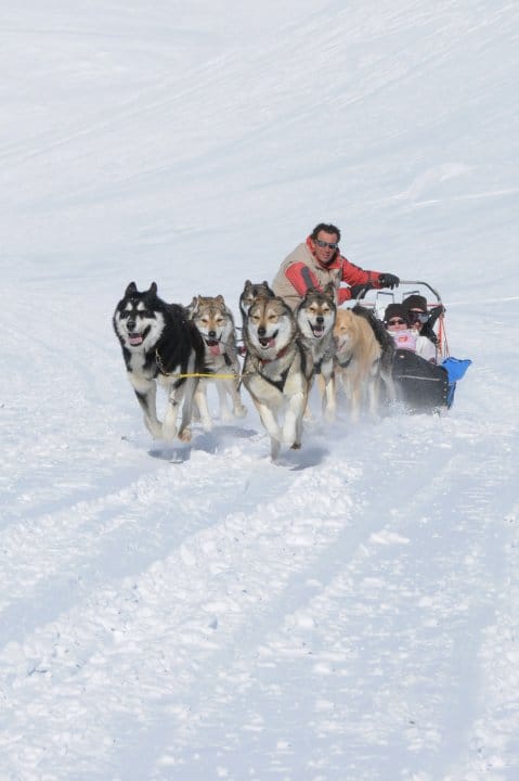 Alpi Traineau Balade en chien de traineau Orcières Merlette 1850