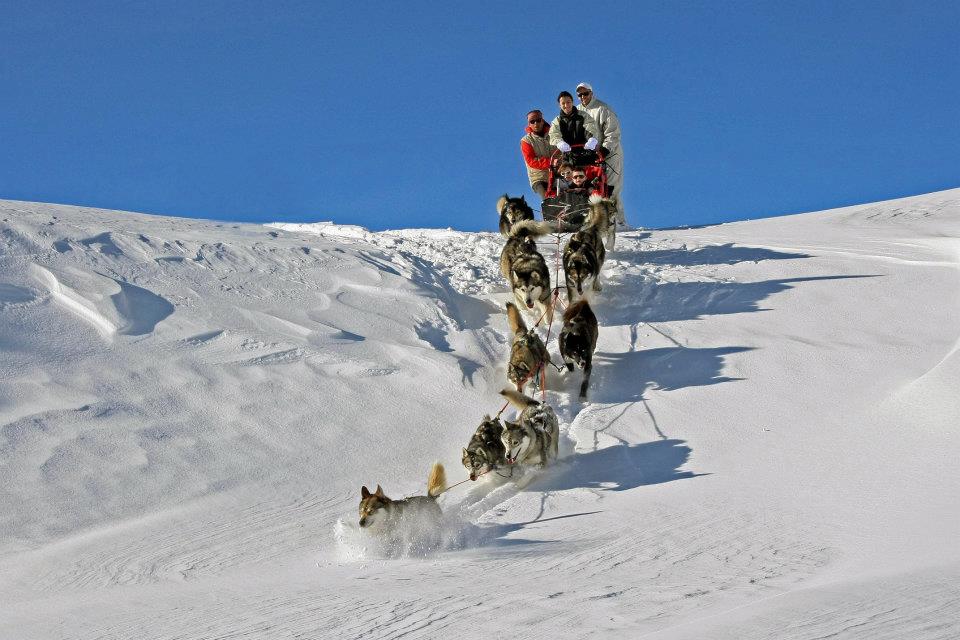 Alpi Traineau Balade en chien de traineau Orcières Merlette 1850