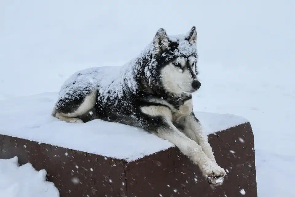 Alpi Traineau Balade en chien de traineau Orcières Merlette 1850