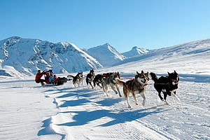 Alpi Traineau Balade en chien de traineau Orcières Merlette 1850