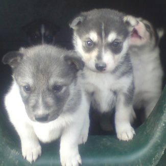 Alpi Traineau Balade en chien de traineau Orcières Merlette 1850