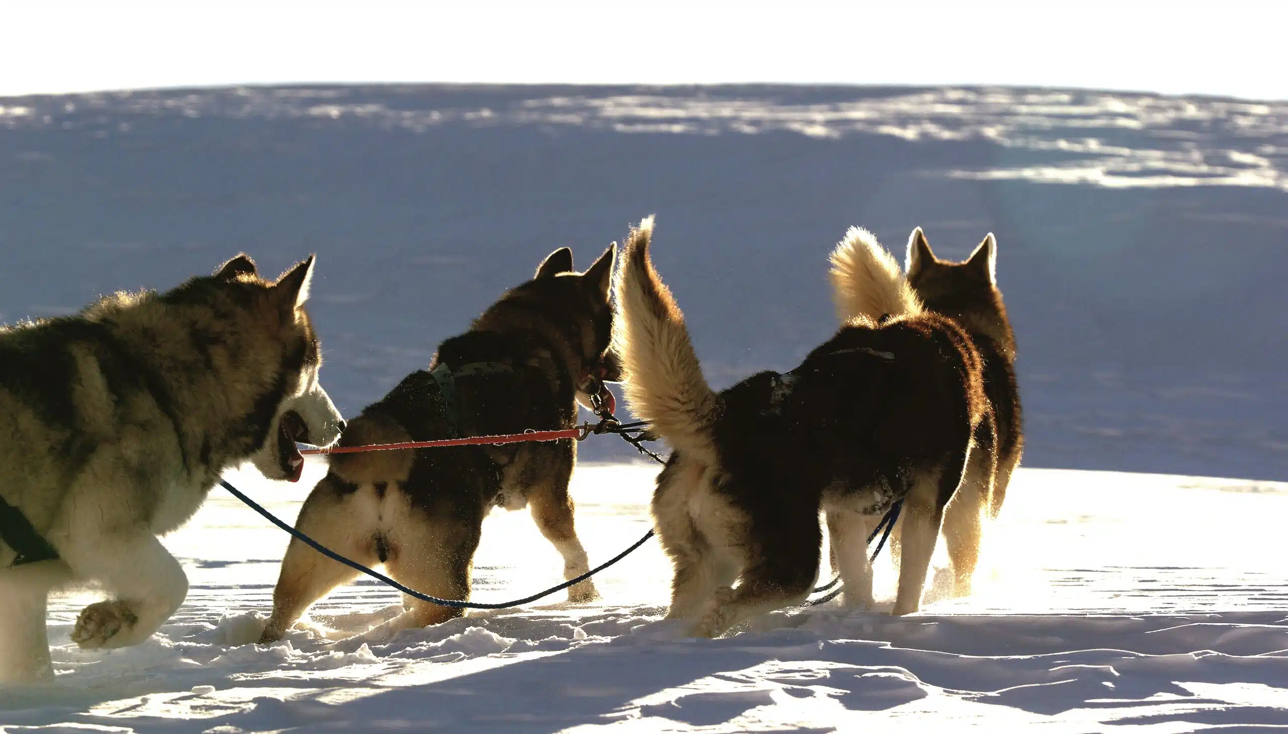 Alpi Traineau Balade en chien de traineau Orcières Merlette 1850