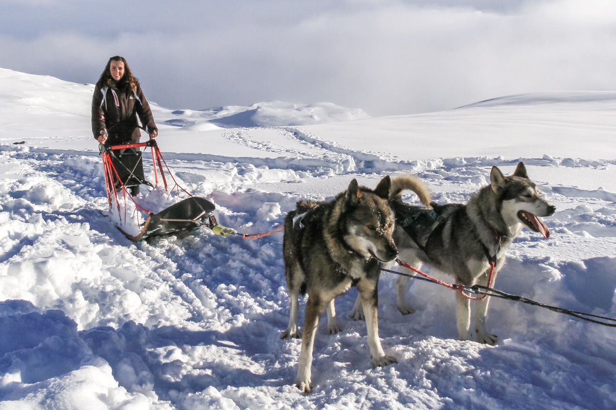 Alpi Traineau Balade en chien de traineau Orcières Merlette 1850