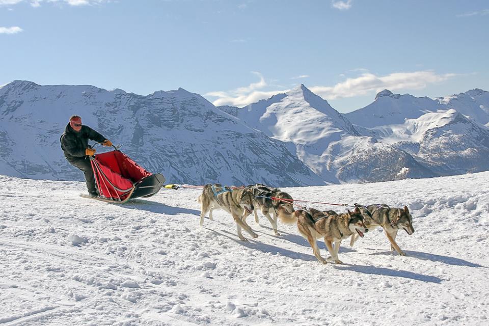 Conduite d'attelage Musher Alpi Traineau Orcieres Merlette 1850 Champsaur Hautes Alpes Alpi Traineau Chiens de traineaux