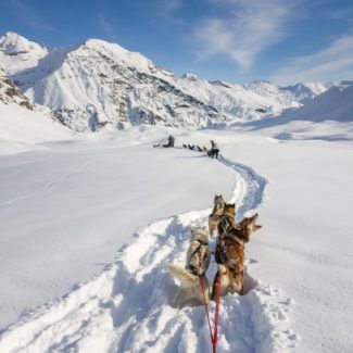 Conduite d'attelage Alpi Traineau Orcieres Merlette 1850 Champsaur Hautes Alpes Alpi Traineau Chiens de traineaux
