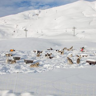 Village de Williwaw Alpi Traineau Orcieres Merlette 1850 Champsaur Hautes Alpes Alpi Traineau Chiens de traineaux