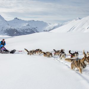 Chiens de traineau Alpi Traineau Orcieres Merlette 1850 Champsaur Hautes Alpes Alpi Traineau Chiens de traineaux