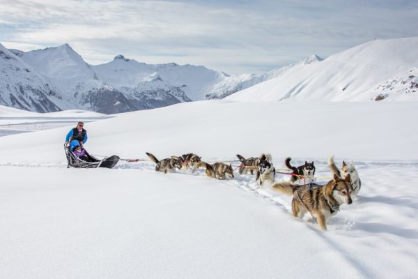 Chiens de traineau Alpi Traineau Orcieres Merlette 1850 Champsaur Hautes Alpes Alpi Traineau Chiens de traineaux