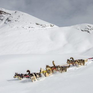 Chien de traineau Alpi Traineau Orcieres Merlette 1850 Champsaur Hautes Alpes Alpi Traineau Chiens de traineaux