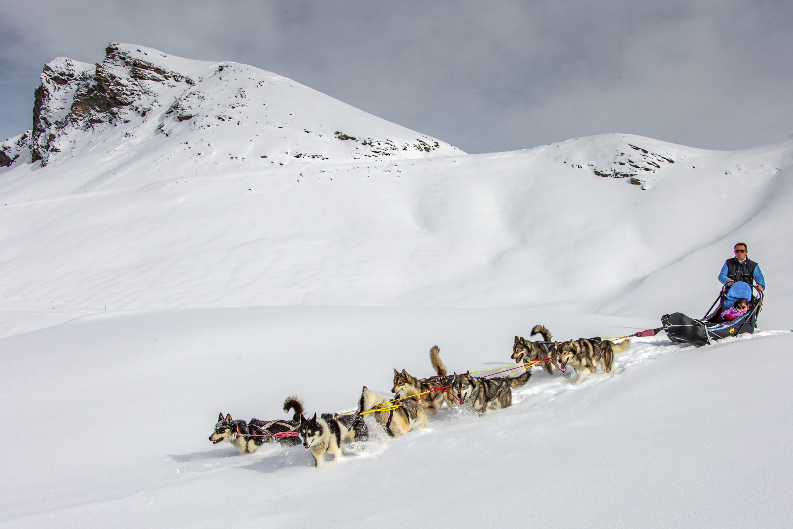 Chien de traineau Alpi Traineau Orcieres Merlette 1850 Champsaur Hautes Alpes Alpi Traineau Chiens de traineaux