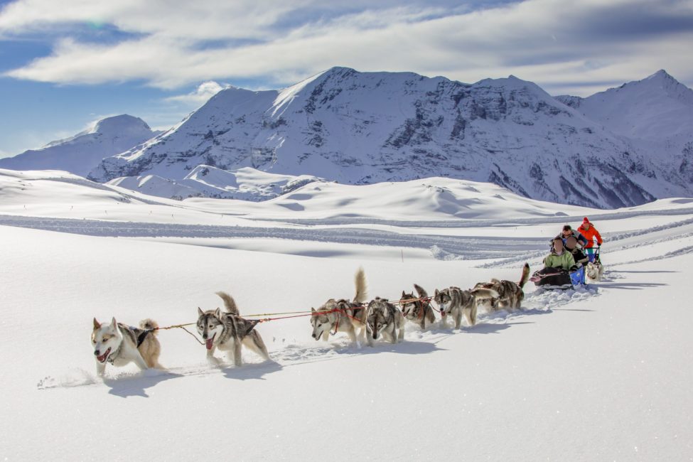 Randonnée aventure Alpi Traineau Orcieres Merlette 1850 Champsaur Hautes Alpes Alpi Traineau Chiens de traineaux