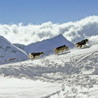 Conduite d'attelage Alpi Traineau Orcieres Merlette 1850 Champsaur Hautes Alpes Alpi Traineau Chiens de traineaux