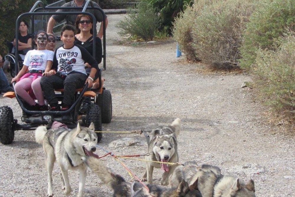 Animation île Frioul Orcieres Merlette 1850 Champsaur Hautes Alpes Alpi Traineau Chiens de traineaux